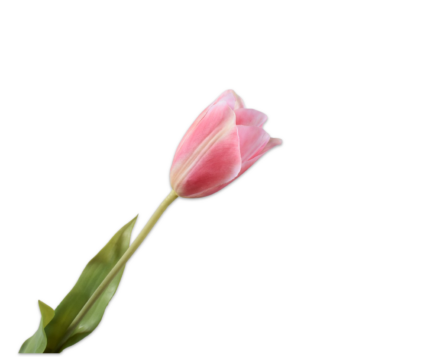 Tulp zijde zachtroze