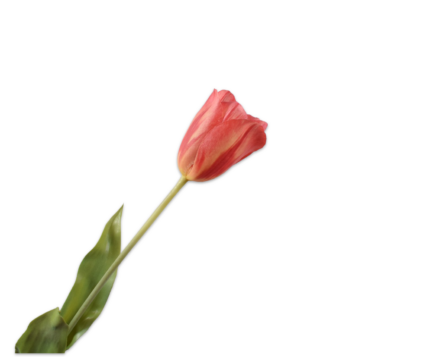 Tulp zijde rood-peach
