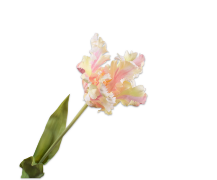 Tulp zijde ecru-roze