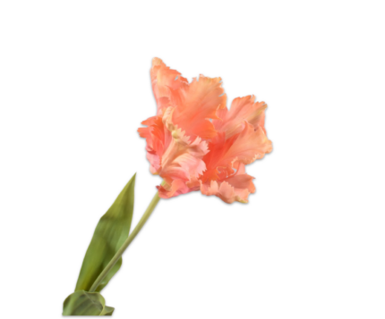 Tulp zijde peach