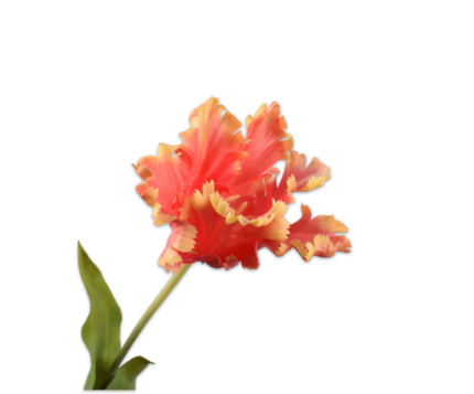 Tulp zijde oranje-geel