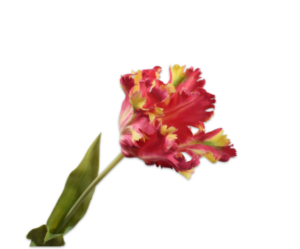 Tulp zijde rood-geel
