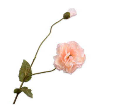 Klaproos zijde peach XL