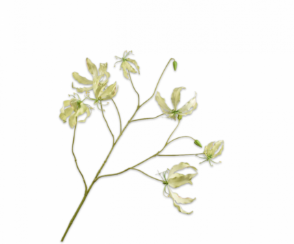 Gloriosa zijde groen-wit