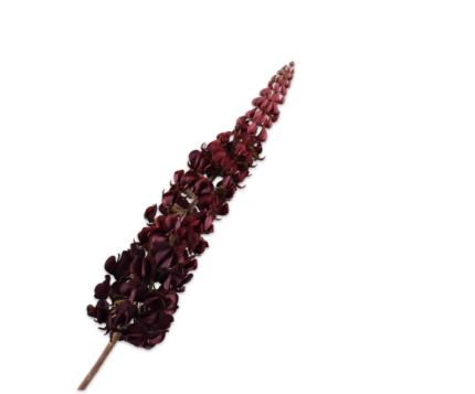Lupine zijde bordeaux