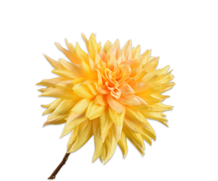 Dahlia zijde geel