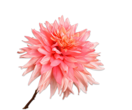 Dahlia zijde roze