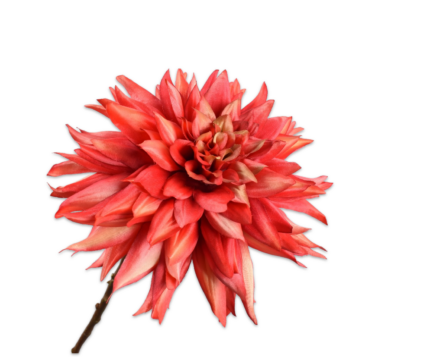Dahlia zijde oranje