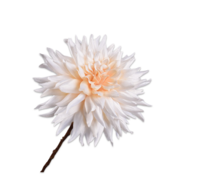 Dahlia zijde ecru-wit