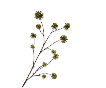 Kastanje kunst groen