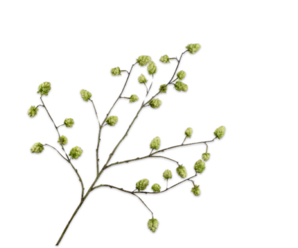 Hop zijde groen