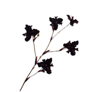 Iris zijde bordeaux (s)