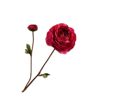 Ranonkel zijde roze-rood