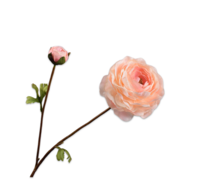 Ranonkel zijde peach