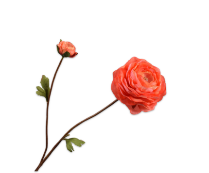 Ranonkel zijde oranje