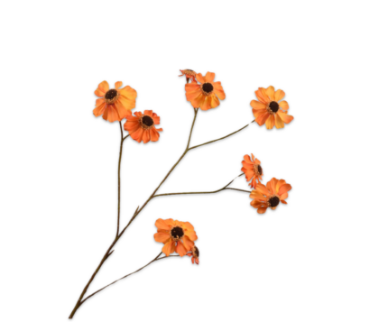 Rudbeckia geel-oranje