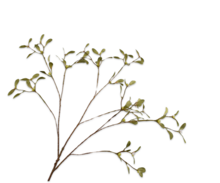 Mistletoe kunst wit