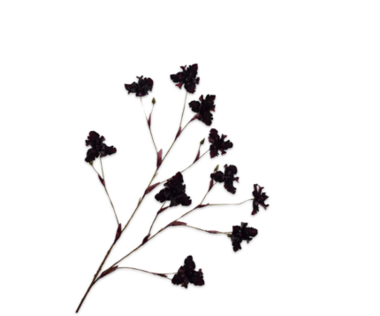Iris zijde bordeaux (xl)