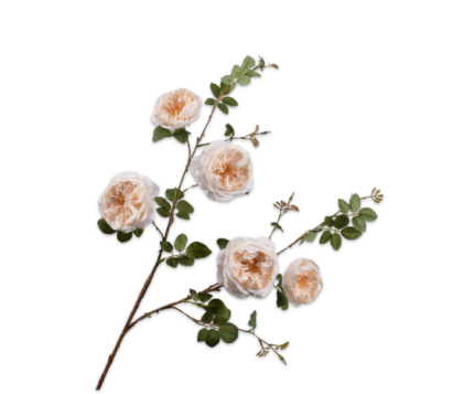 Trosroos zijde ecru (s)