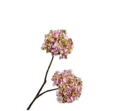 Hortensia zijde zachtroze-groen