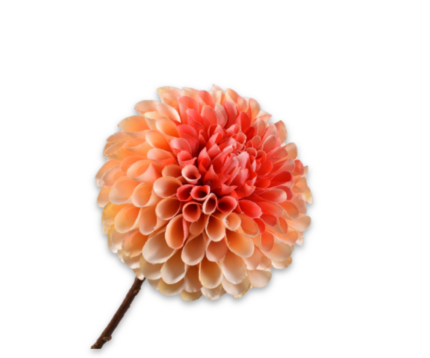 Dahlia zijde geel-oranje (bol)