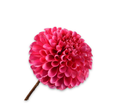 Dahlia zijde roze (bol)