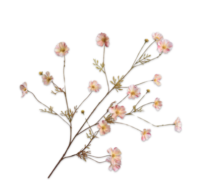 Cosmos zijde wit-roze