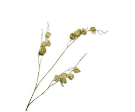 Physalis zijde groen