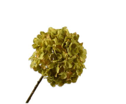 Hortensia zijde groen