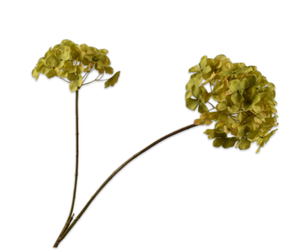 Hortensia zijde vertakt groen